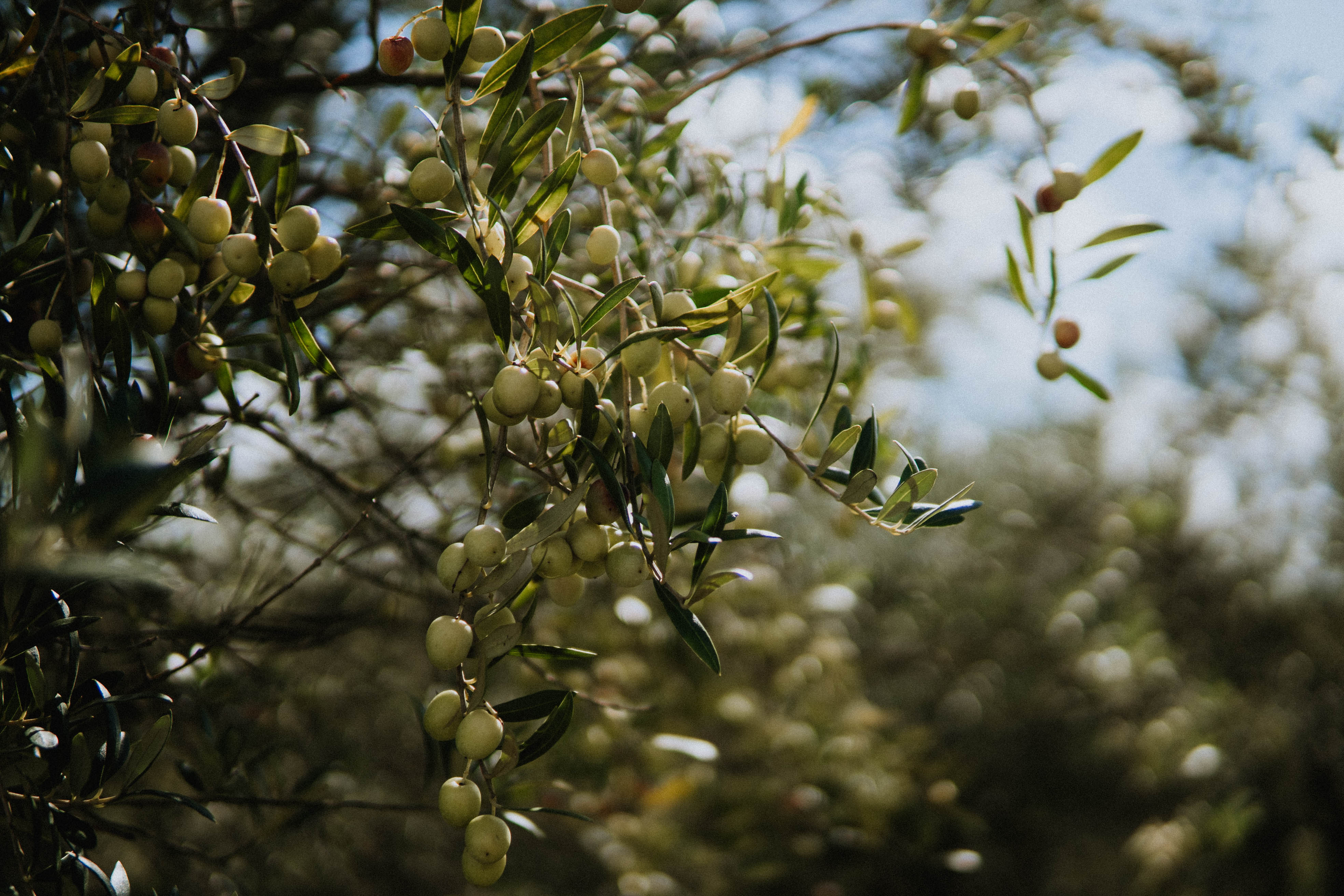 Olivar de Santa Laura en Cerro Largo, Uruguay